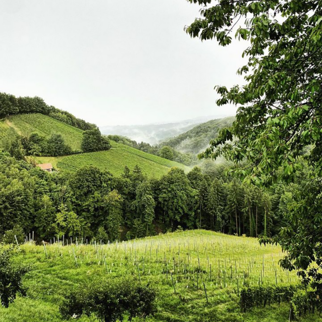 Sauvignon Blanc Ried Dirnbeck Südsteiermark DAC 2020