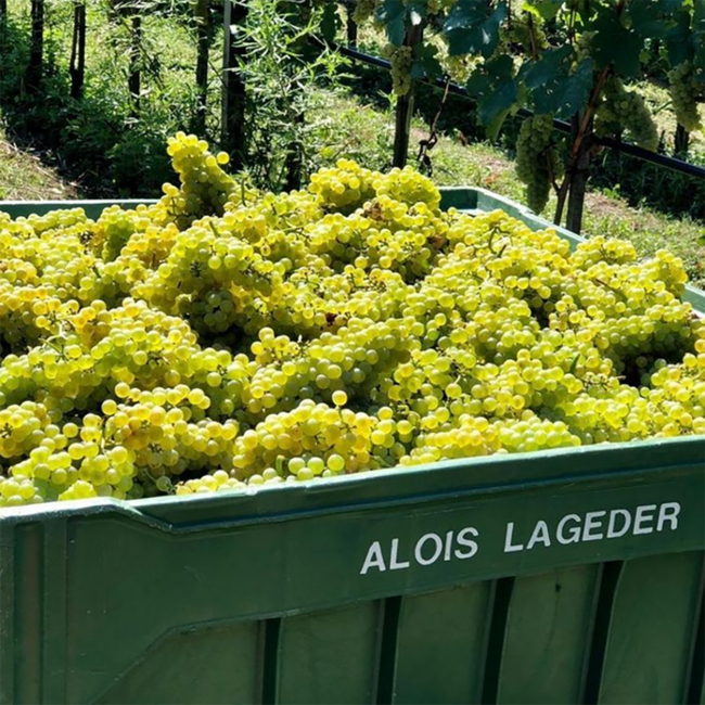 Pinot Grigio Alto Adige DOC 2024 0.75 l