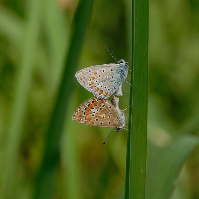 Pinot Grigio Alto Adige DOC 2024 0.75 l