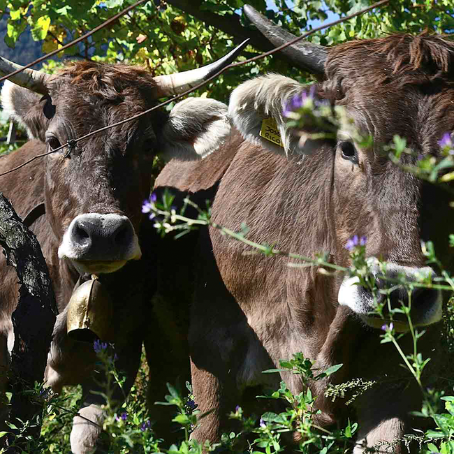 COR Römigberg Dolomiti IGT 2019 0.75 l