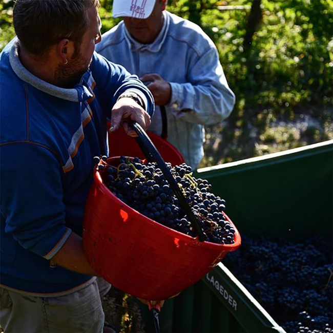 COR Römigberg Dolomiti IGT 2019 0.75 l