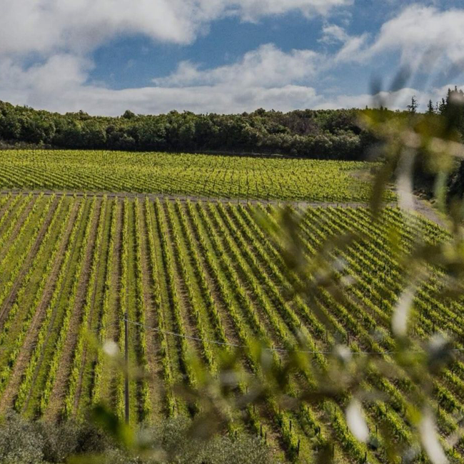 Luce Brunello di Montalcino 2020 0.75 l