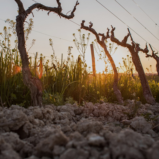 Luce IGT Toscana 2020 0.75 l