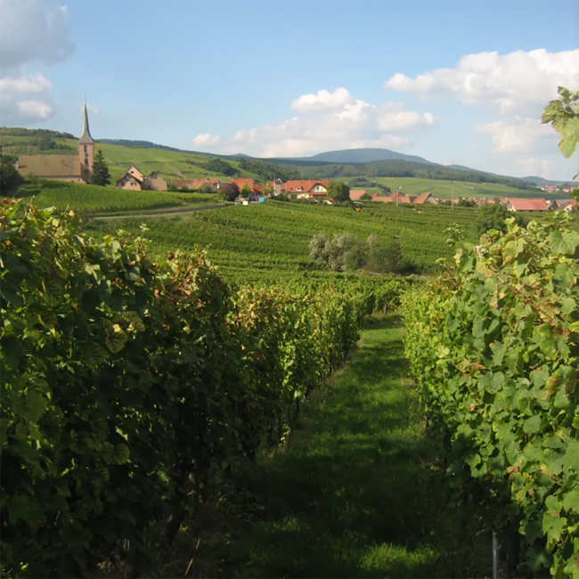 Brut Blanc de Blancs Cremant d' Alsace 0.75 l 12% vol