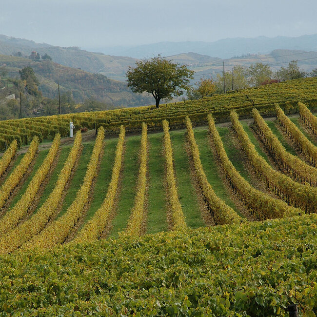 La Caliera Moscato d’Asti 2025 0.75 l