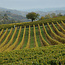 La Caliera Moscato d’Asti 2025 0.75 l
