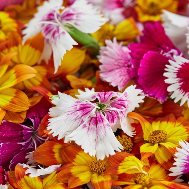 Tavoletta di cioccolato fondente con fiori - Zartbitterschokolade mit Blumen (100 g)