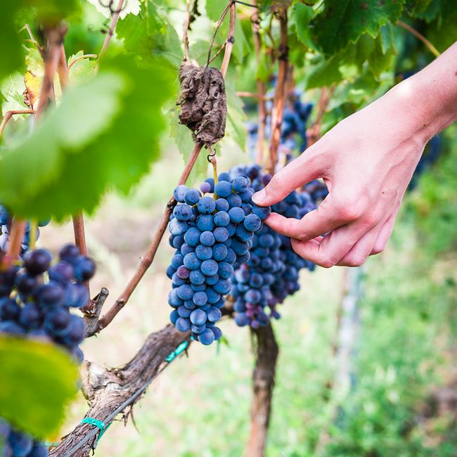 Idda Etna Rosso DOC 2020 0.75 l