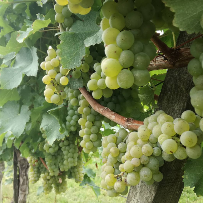 Sauvignon Blanc Straden DAC 2024 0.75 l