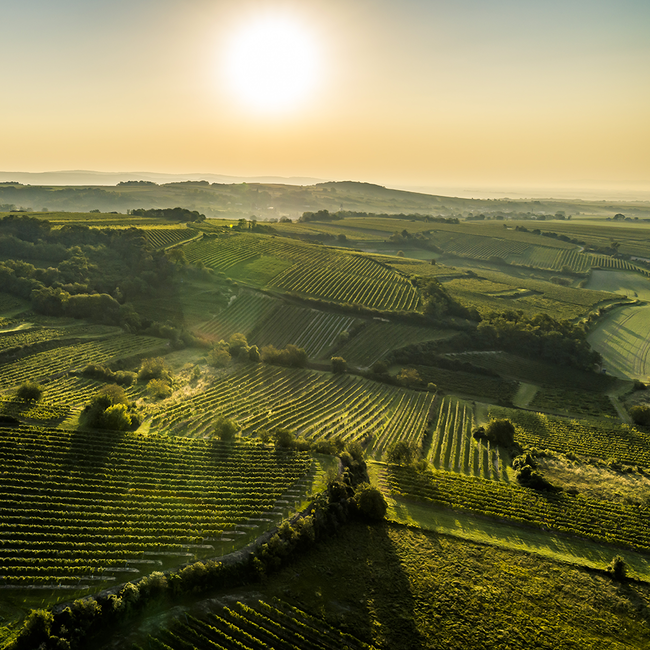 Grüner Veltliner Ried Steinberg BIO 2024 0.75 l