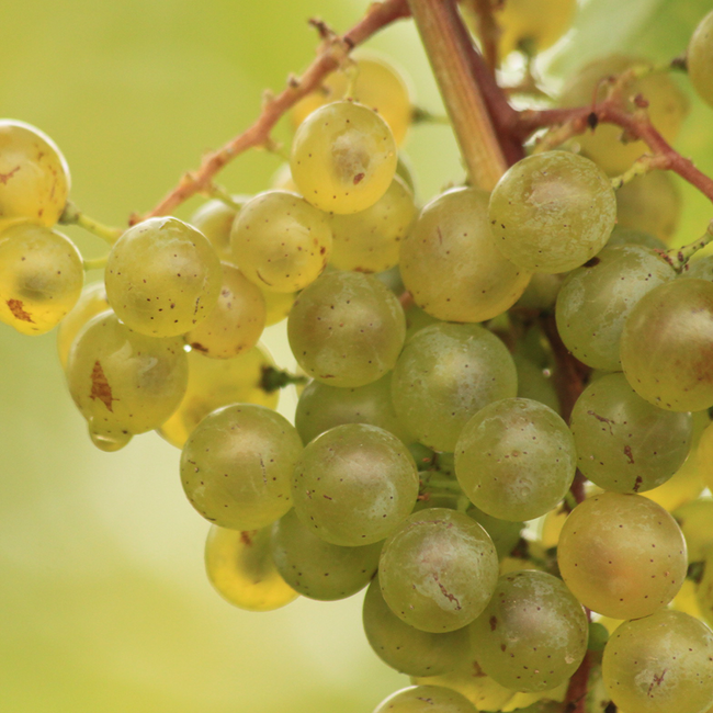 Grüner Veltliner Ried Steinberg BIO 2024 0.75 l