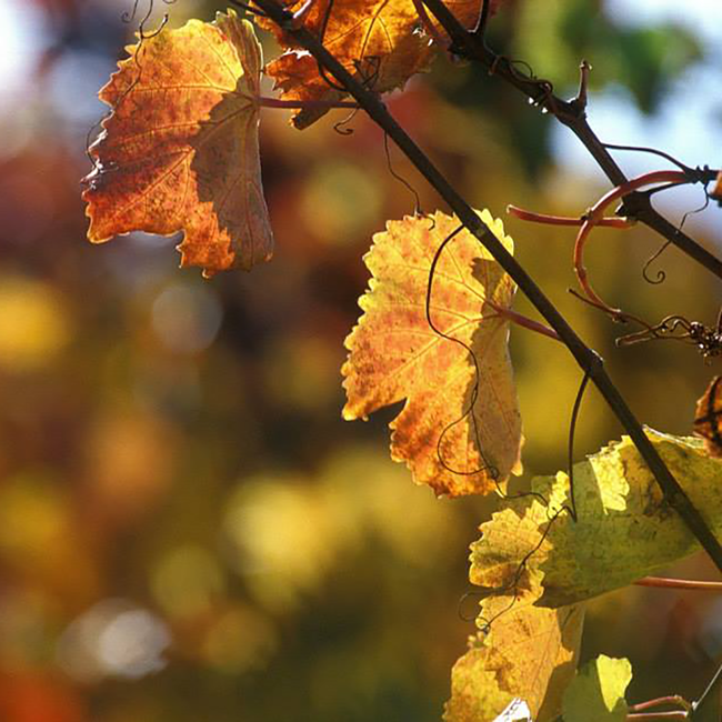 Riesling Ried Mordthal 1 ÖTW BIO 2023 0.75 l