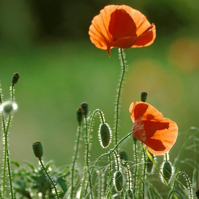 Roter Veltliner Wagram 2025 0.75 l