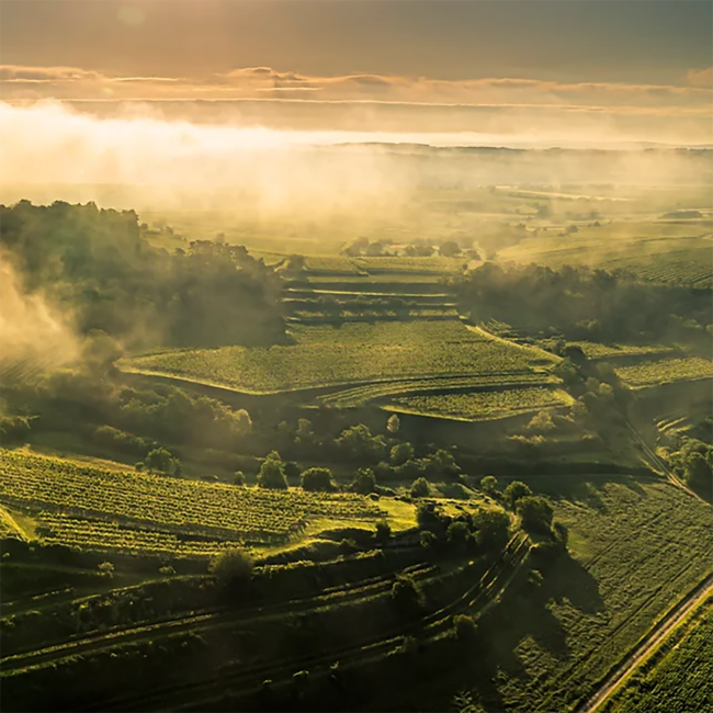 Foggathal No. 24 (ZW/CS) 2018 0.75 l