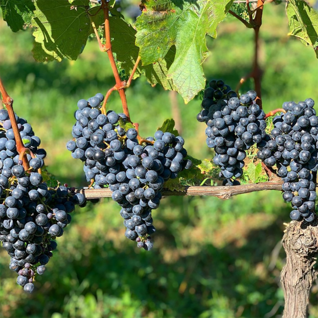 Genesis (ZW/ME) Carnuntum DAC 2022 0.75 l