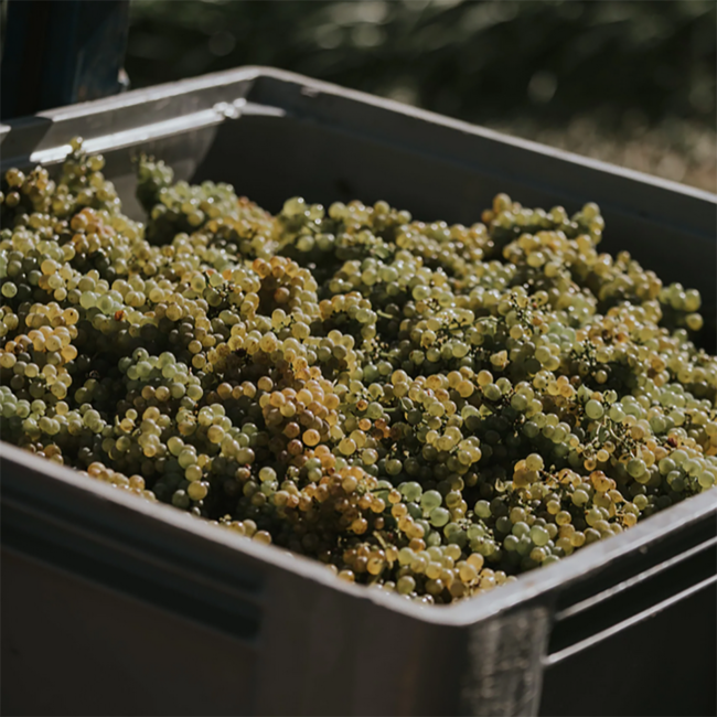 Gelber Muskateller Sand & Schiefer Südsteiermark DAC 2025 0.75 l