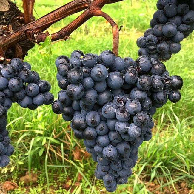 St. Laurent 2022 0.75 l