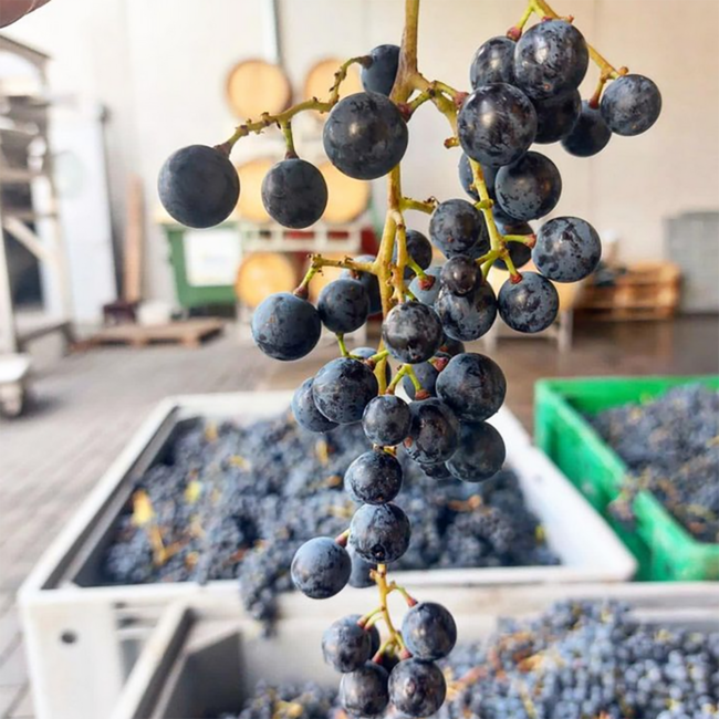 Zweigelt Carnuntum DAC 2022 0.75 l