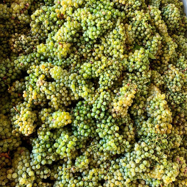 Sauvignon Blanc 2024 0.75 l