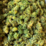Sauvignon Blanc 2025 0.75 l