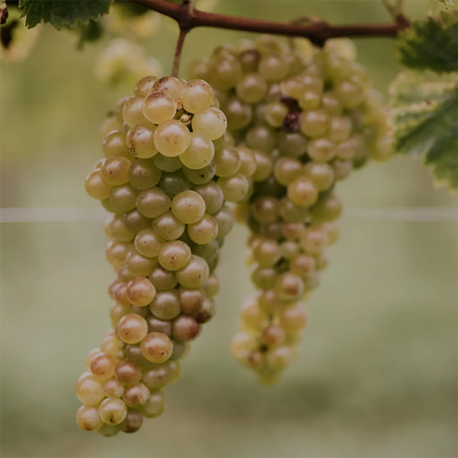 Weißburgunder Ton & Mergel Südsteiermark DAC 2025 0.75 l