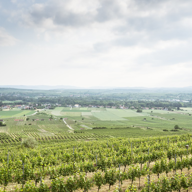 Grüner Veltliner Ried Lamm 1ÖTW Kamptal DAC 2020 0.75 l
