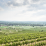 Grüner Veltliner Ried Lamm 1ÖTW Kamptal DAC 2020 0.75 l