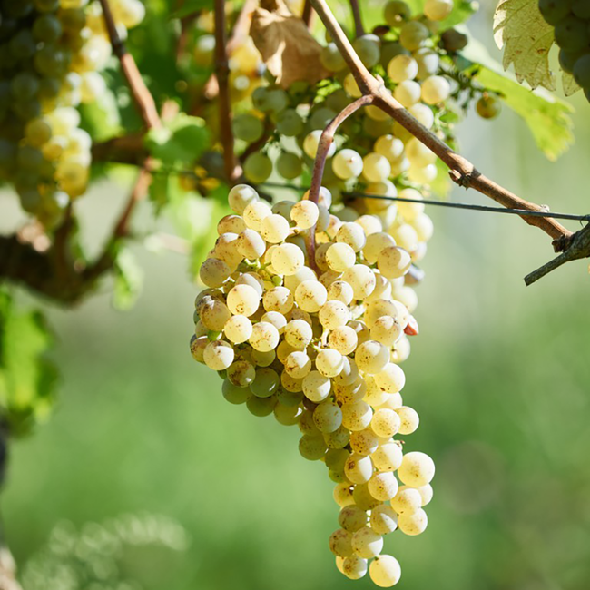 Riesling Ried Heiligenstein-Rotfels 1ÖTW Kamptal DAC 2021 0.75 l