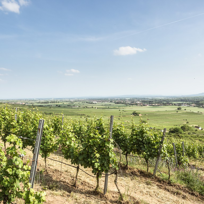 Riesling Ried Heiligenstein-Rotfels 1ÖTW Kamptal DAC 2021 0.75 l
