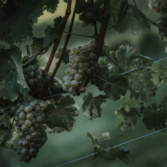 Ried Grassnitzberg Riff Sauvignon Blanc 1 STK 2022 0.75 l