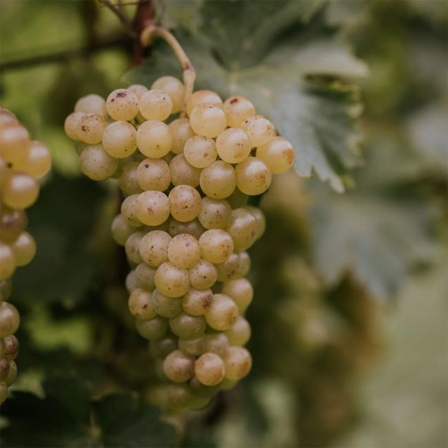 Sauvignon Blanc Ried Sernau König GSTK 2020 0.75 l