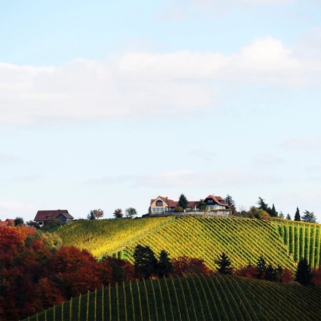 Sauvignon Blanc Ried Sernau König GSTK 2020 0.75 l