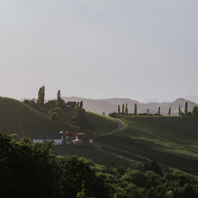 Sauvignon Blanc Ried Sernau König GSTK 2020 0.75 l