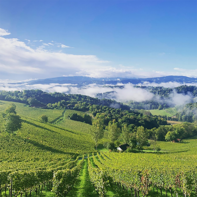 Gelber Muskateller Ried Fürst 1 STK Südsteiermark DAC 2022 0.75 l