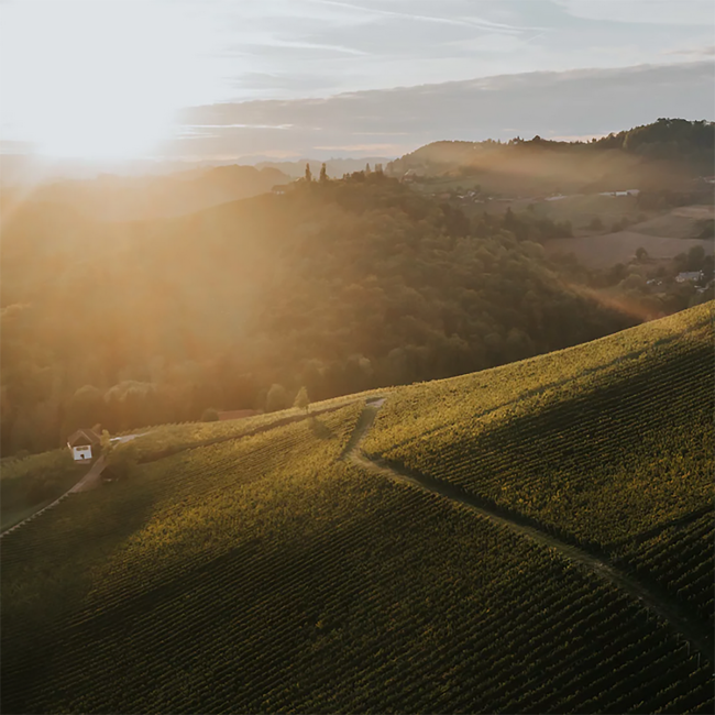 Sauvignon Blanc Ehrenhausen Korallenkalk Südsteiermark DAC 2022 0.75 l