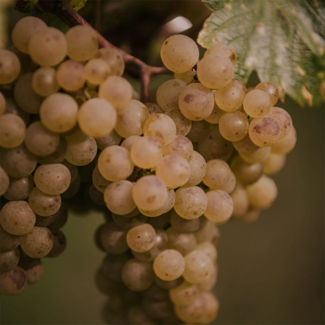 Sauvignon Blanc Ehrenhausen Korallenkalk Südsteiermark DAC 2022 0.75 l