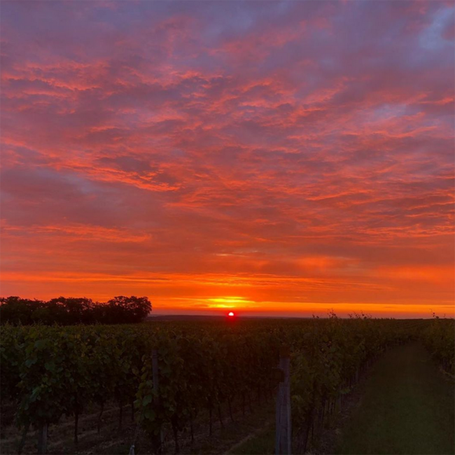 Bela Rex (CS/ME) 2021 0.75 l