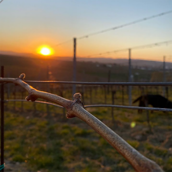 Bela Rex (CS/ME) 2021 0.75 l