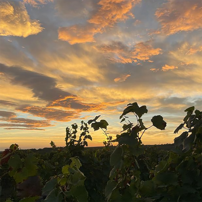 Opus Eximium No. 35 BIO 2022 0.75 l