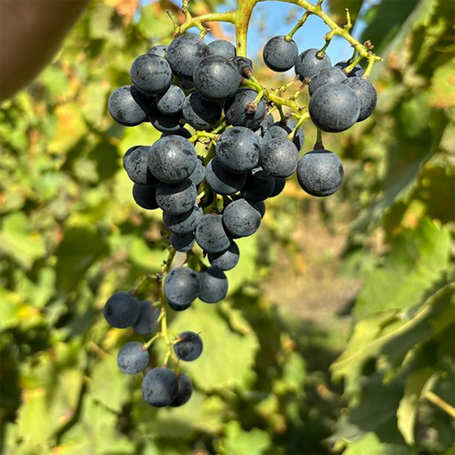 Blaufränkisch vom Lehm 2023 0.75 l