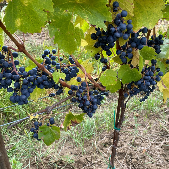 Blaufränkisch vom Lehm 2023 0.75 l