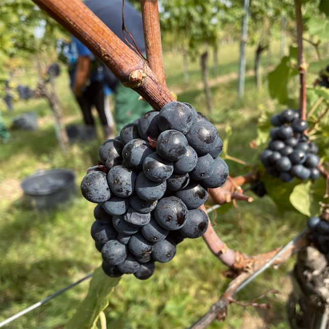 zB (BF/ZW/PN) 2023 0.75 l