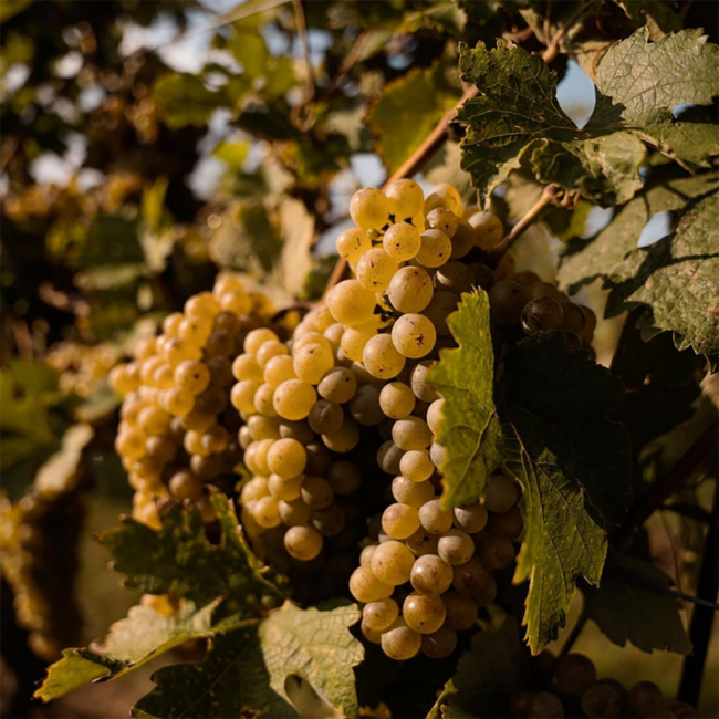 Chardonnay 2023 0.75 l