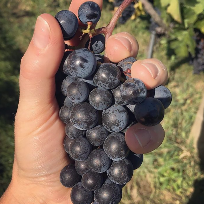 Blaufränkisch Creitzer DAC Reserve 2023 0.75 l