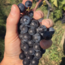 Blaufränkisch Creitzer DAC Reserve 2023 0.75 l