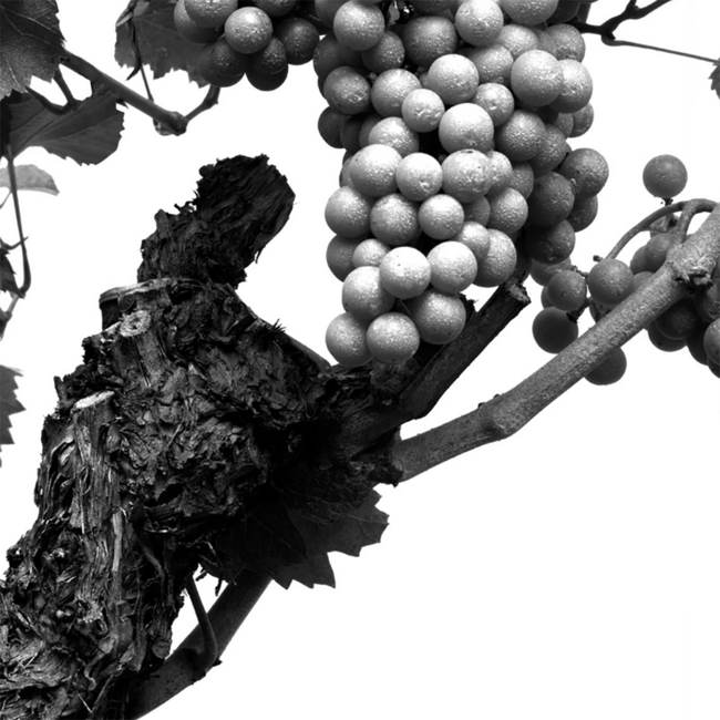 Ferrari Perle Bianco Riserva 2016 0.75 l 12.5 % vol