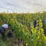 Syrah 2022 0.75 l