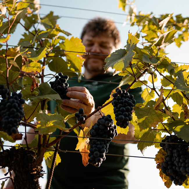 Opus Eximium No. 35 BIO 2022 0.75 l