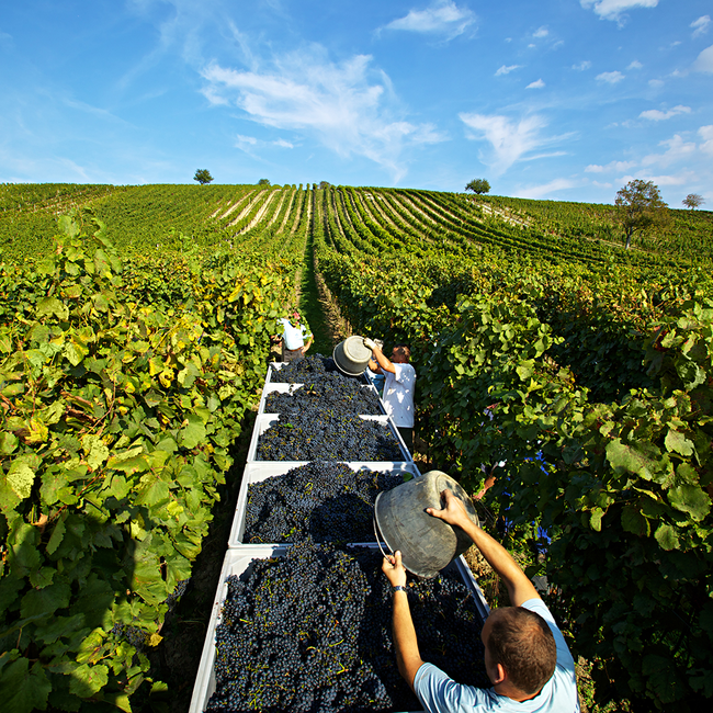 zB (BF/ZW/PN) 2023 0.75 l