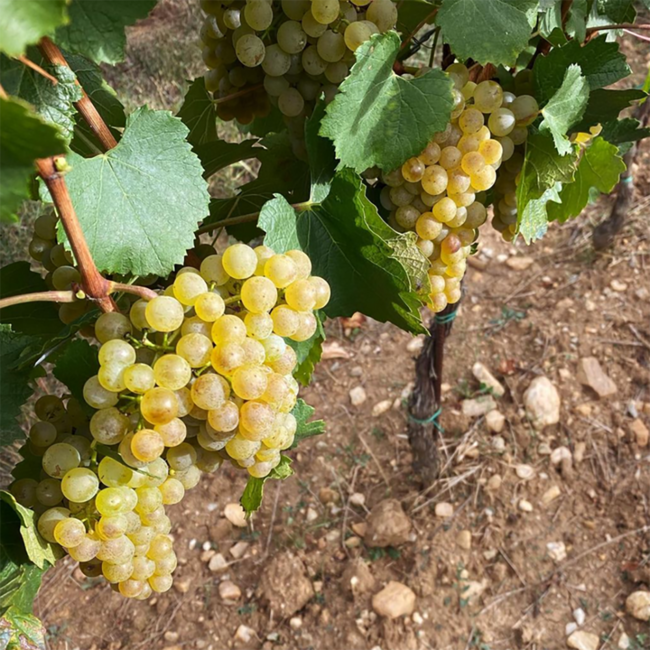 Chardonnay 2023 0.75 l